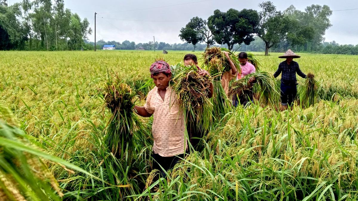 Cooperative farming brings hope to Dinajpur farmers