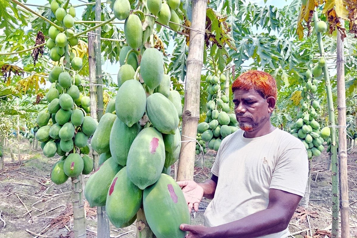 Dinajpur farmer earns big from papaya farming