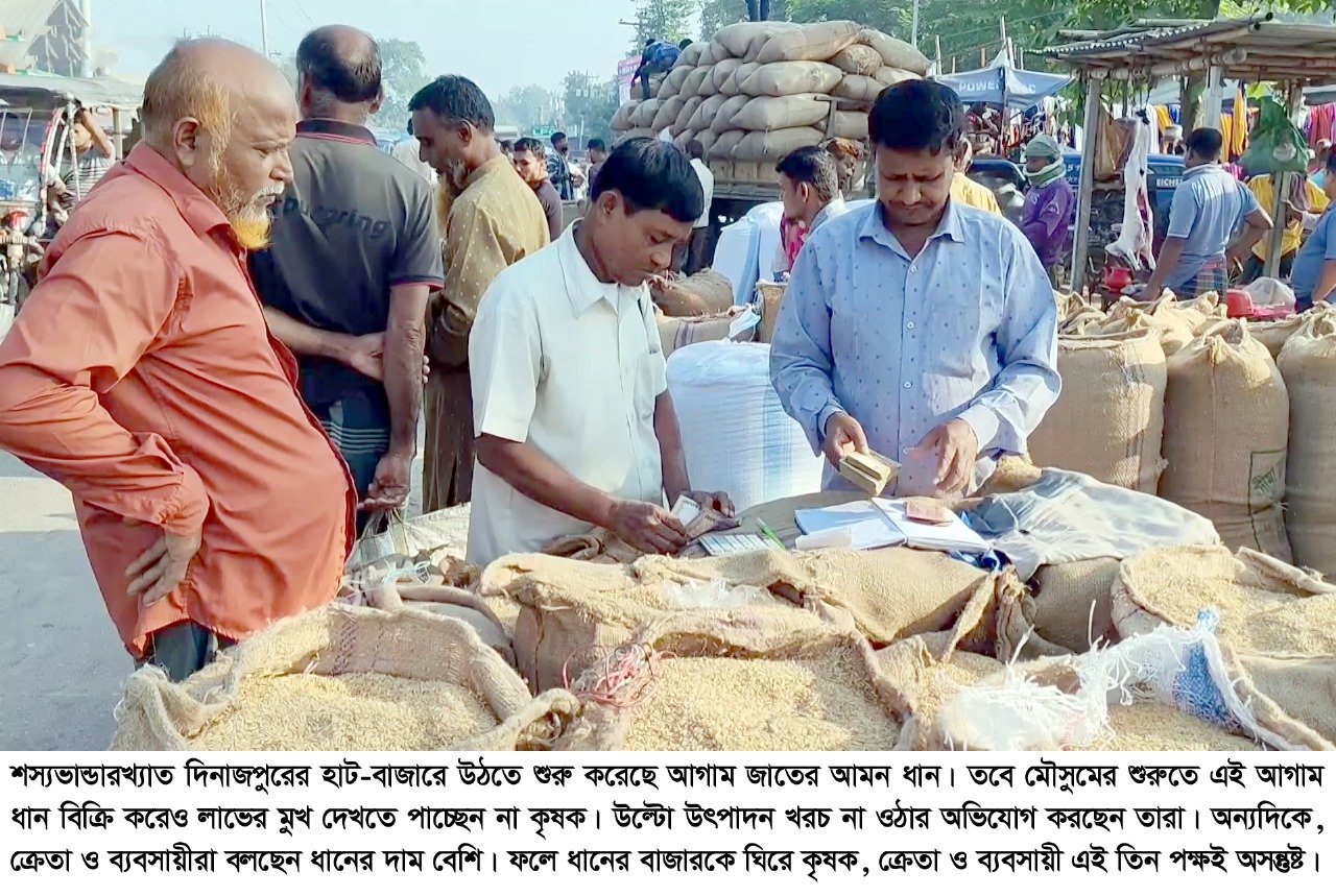 Low price of early Aman paddy frustrates farmers in Dinajpur