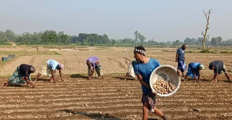 Farmers not getting fertilisers at  govt-fixed prices in Dinajpur