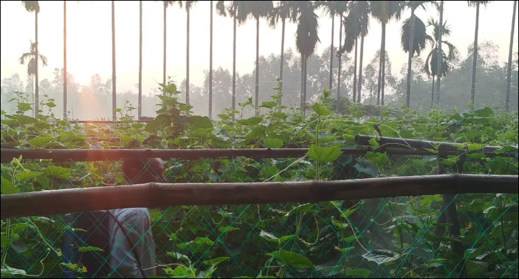 Early winter chill grips Bangladesh’s northern districts