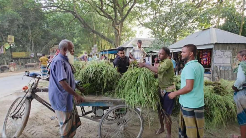 Half a crore taka grass economy sprouting on Jamuna Banks