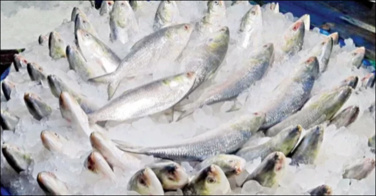 Hilsa returns to Khulna markets after 22-day ban