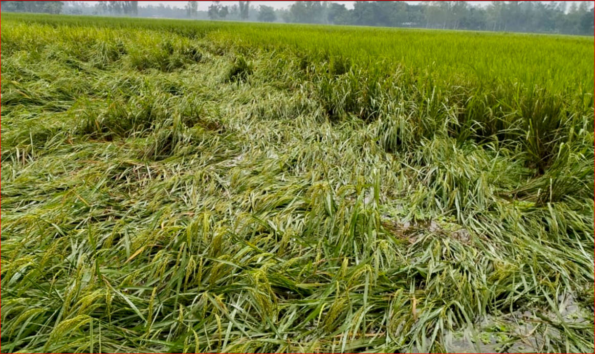 Storm causes extensive damage to Aman paddy in Ulipur