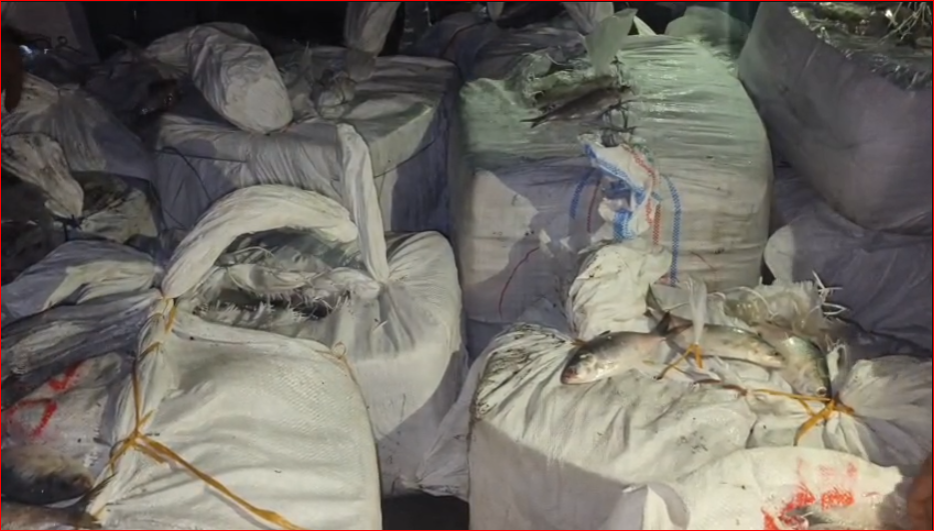 Mobile court in Patuakhali seizes 35 maunds of banned jatka hilsa. 