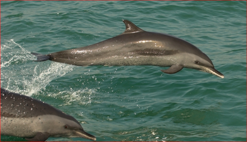 Save endangered river dolphins