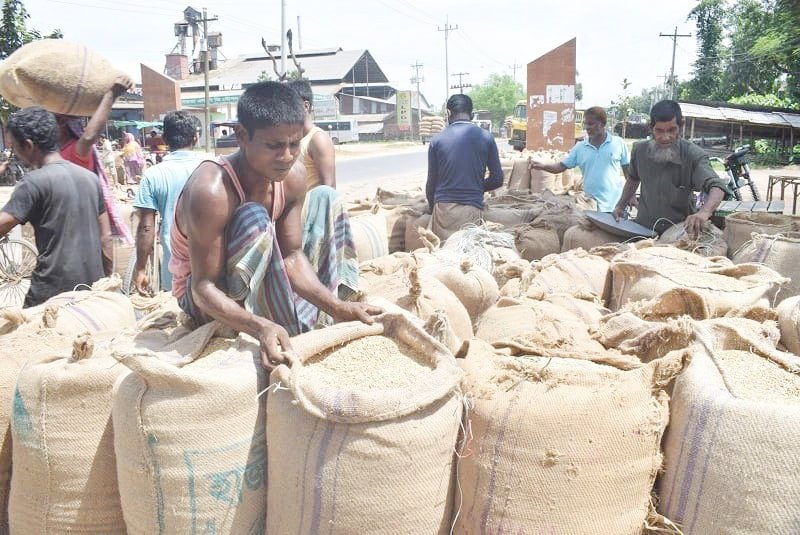 Bumper Aman harvest brings despair, not profit, for Dinajpur farmers