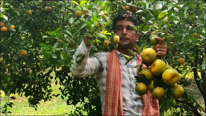 Chapainawabganj farmer sparks local excitement with amazing Chinese orange harvest