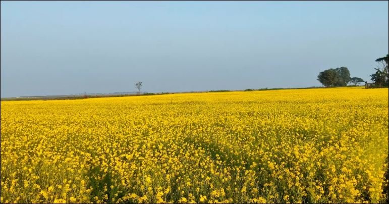 Haor farmers reap early gains as mustard cultivation flourishes in Sunamganj
