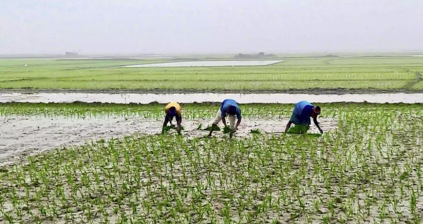 As haor waters recede, Sunnamganj farmers sow hope in every field
