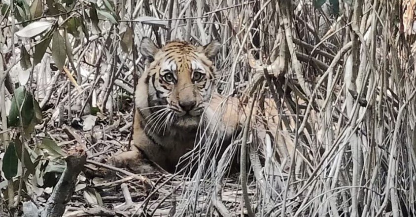 Tiger trapped in poachers’ snare in Sundarbans; rescue operation underway