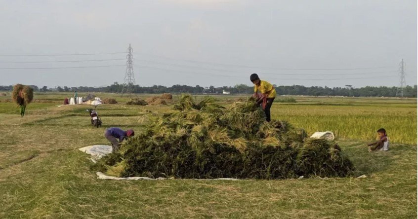 Haor regions to see controlled pesticide use in upcoming Boro season