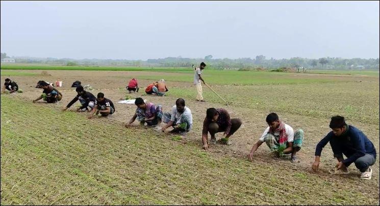 Fertiliser crunch threatens Kushtia’s onion boom despite high prices