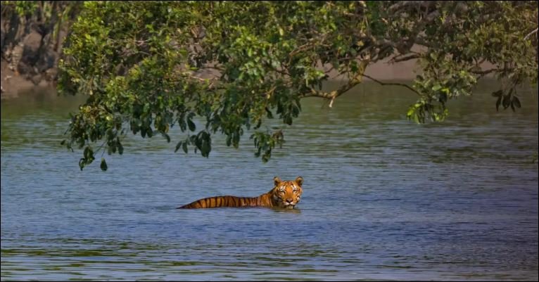 Tigers return but hunger lurks in Sundarbans