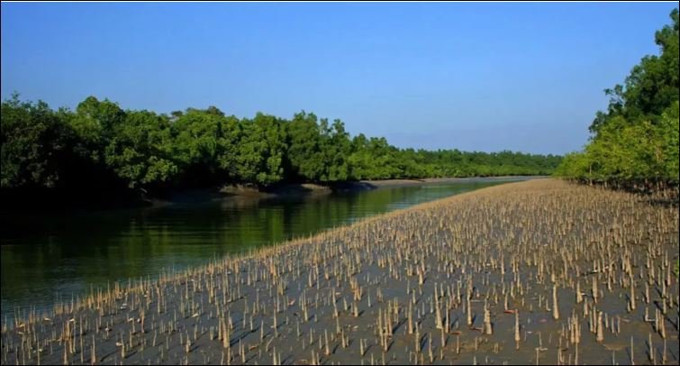 Pirate panic forces 10,000 Sundarbans fishermen to halt fishing