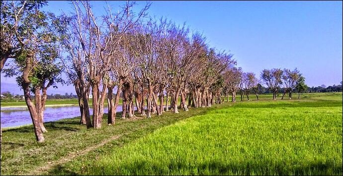 Race Against Water: Delayed funds put Sunamganj’s Boro crop in danger