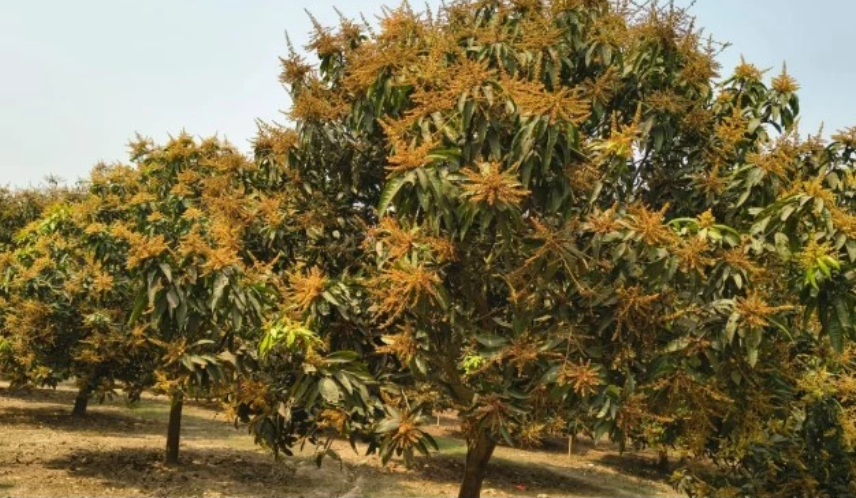 Harivanga buds blanket Rangpur orchards ahead of mango season