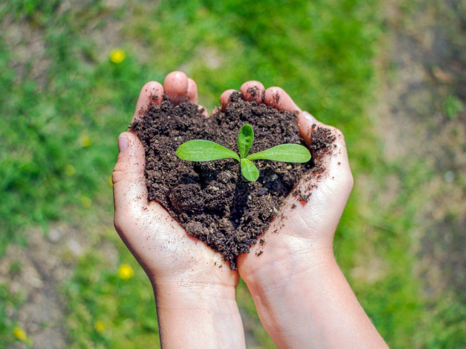 Planting native saplings can boost greenery, protect biodiversity