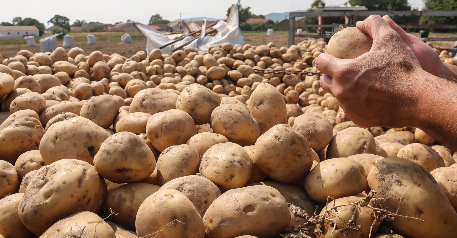 Vietnam opens market for Bangladeshi potatoes