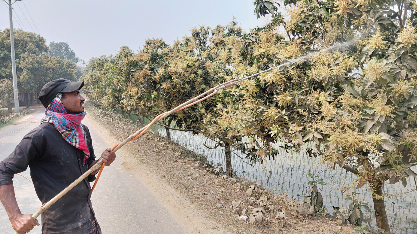 Heavy pesticide use in Rangpur mango farming sparks concerns