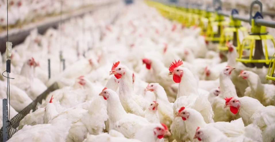 Tk 50,000cr poultry industry on brink of collapse under tax burden