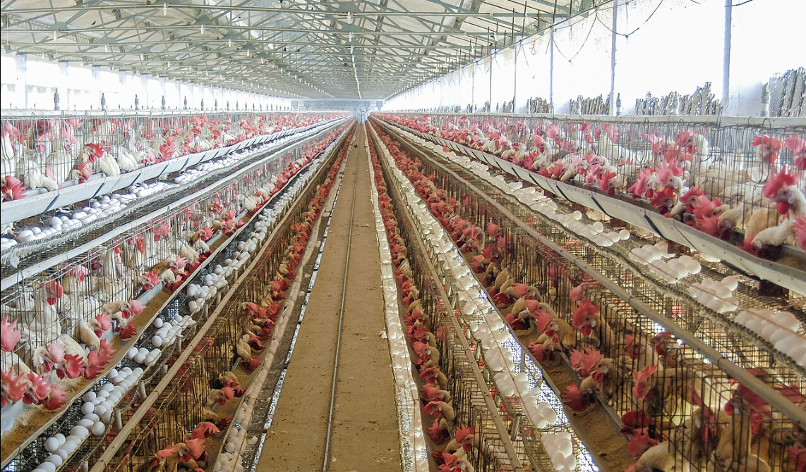 Tax cut essential to save poultry industry and ensure affordable protein