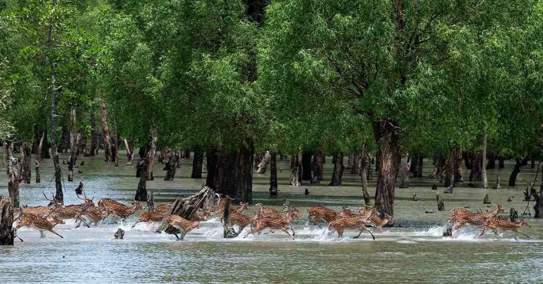 Sundarbans drive: 61 robber gang members held in 18 months