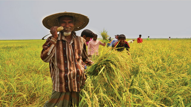 Govt to procure Boro paddy at Tk 36, rice Tk 49