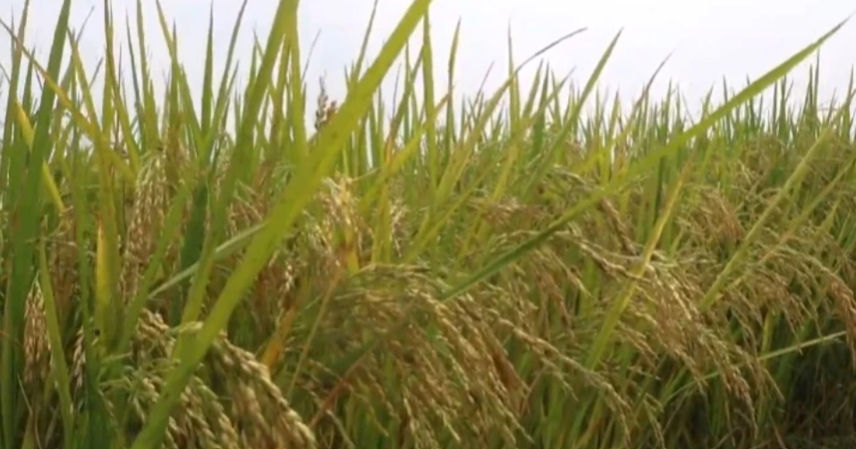 Low paddy prices leave Naogaon farmers reeling despite bumper yield