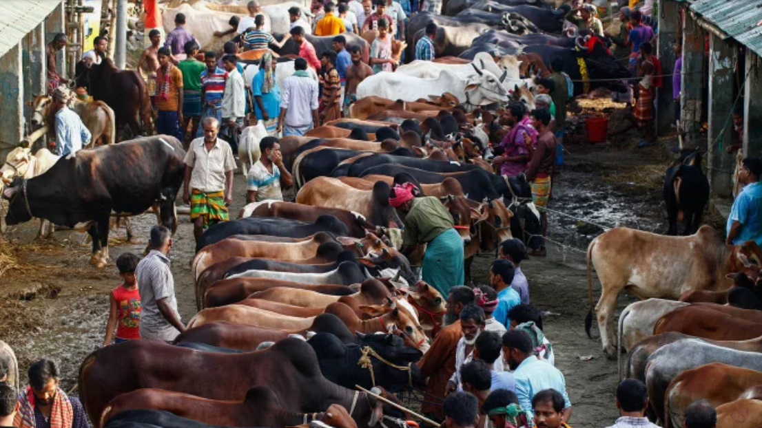 Ensure drug-free cattle during Eid