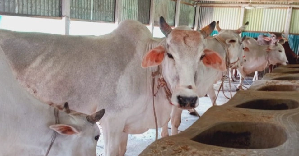 Sirajganj farmers gear up for Eid cattle trade with over 617,000 sacrificial animals