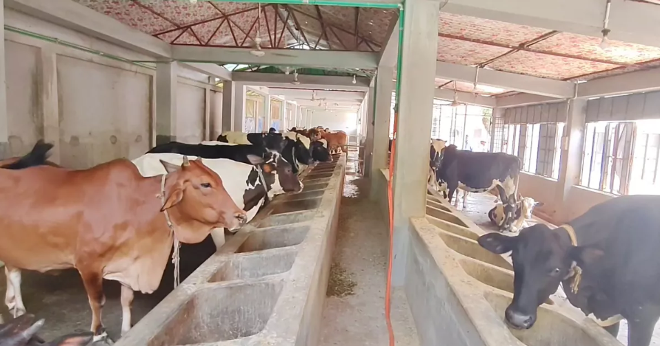 Cattle farmers worried over profits, seek curb on Indian influx