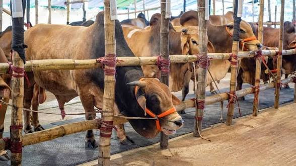Over 93 Lakh Animals Sacrificed in Eid-ul-Azha, 29 Lakh Surplus