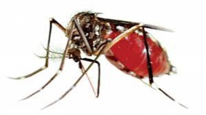 Dengue: One dies, 113 hospitalised in 24 hours
