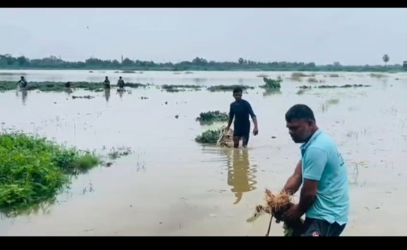 Rising water levels of Gomti inundate croplands in Cumilla