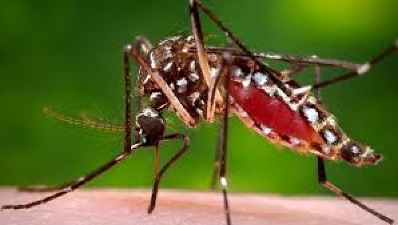 Dengue: one dies, 338 hospitalized in last 24 hrs 