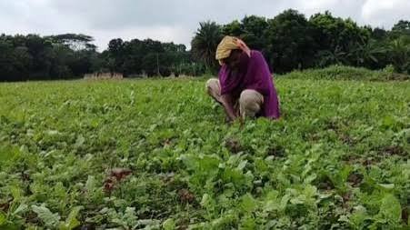 Rangpur char farmers gear up for winter crop cultivation