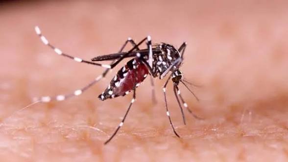 Dengue: 3 more die; 907 new hospitalized in 24hrs