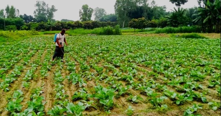Early winter vegetables bring new hopes to northern farmers