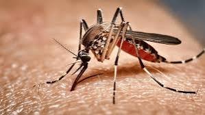 Nine die of dengue in 24 hours, highest this year