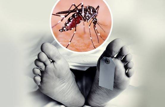 Dengue claims 7 more lives, 1,753 hospitalised in 24 hrs