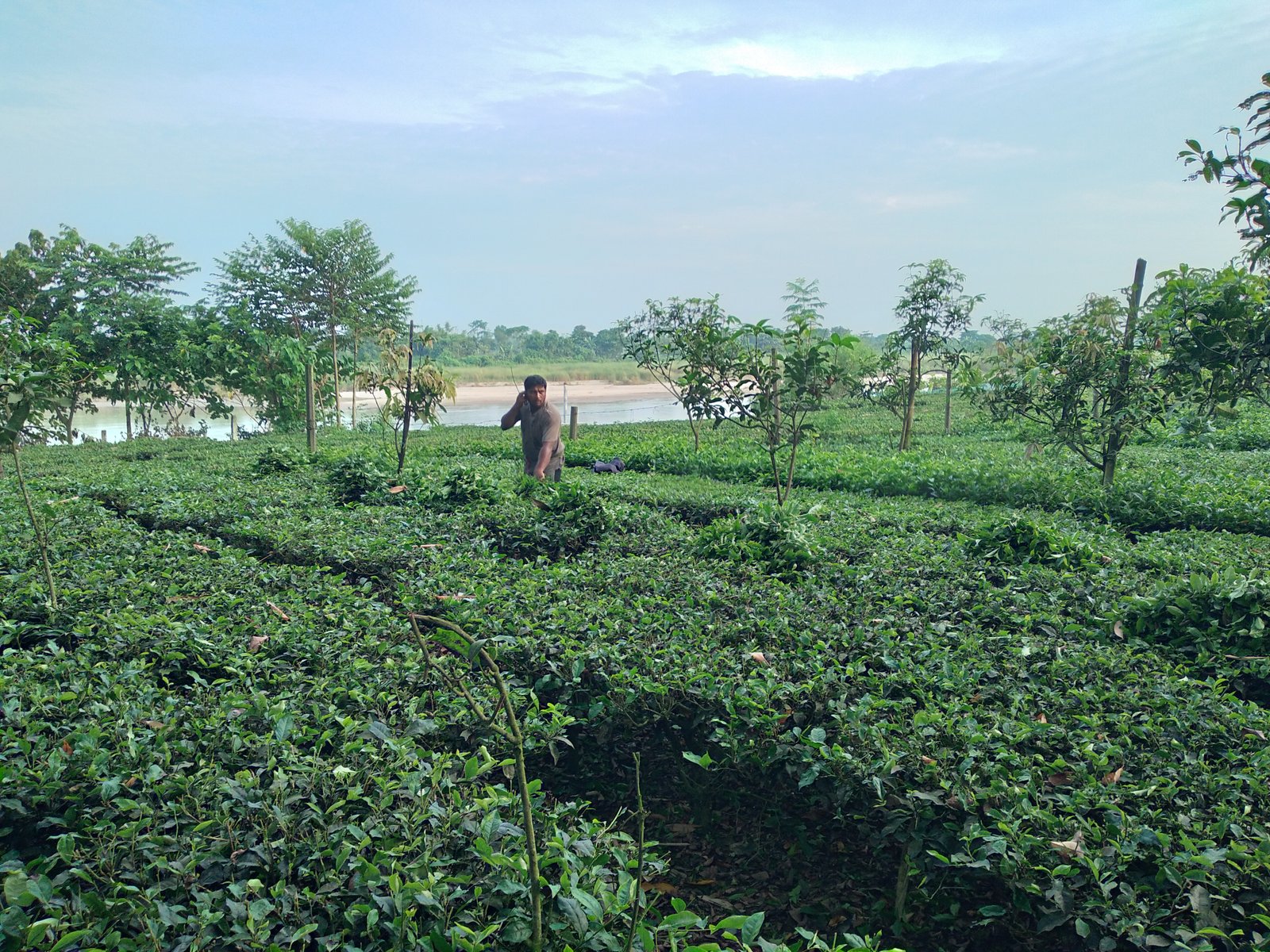 Panchagarh tea growers struggle as no separate fertiliser allocation for them