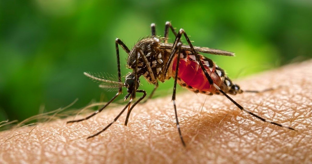 Dengue claims 10 more lives as 1,943 patients hospitalised