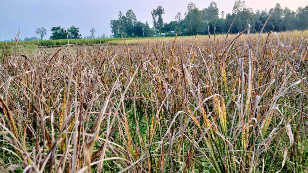 Milibug infestation threatens Aman yield in Ulipur