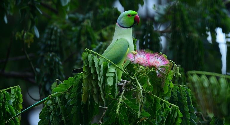 COP17: Can countries put global nature goals back on track?