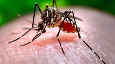 Dengue deaths reach 400 in Bangladesh, 11 die in a day