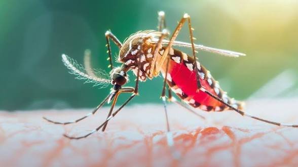 Dengue claims nine more lives in Bangladesh in a day